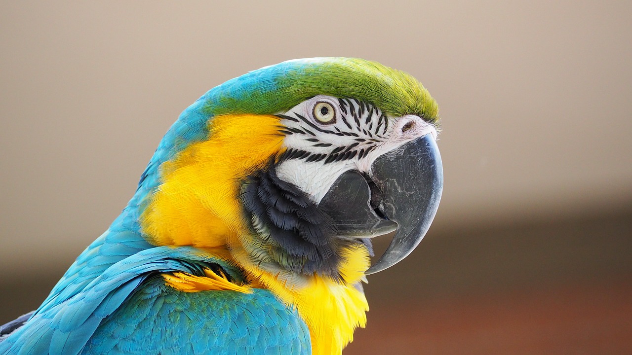 macaw-1416388_1280