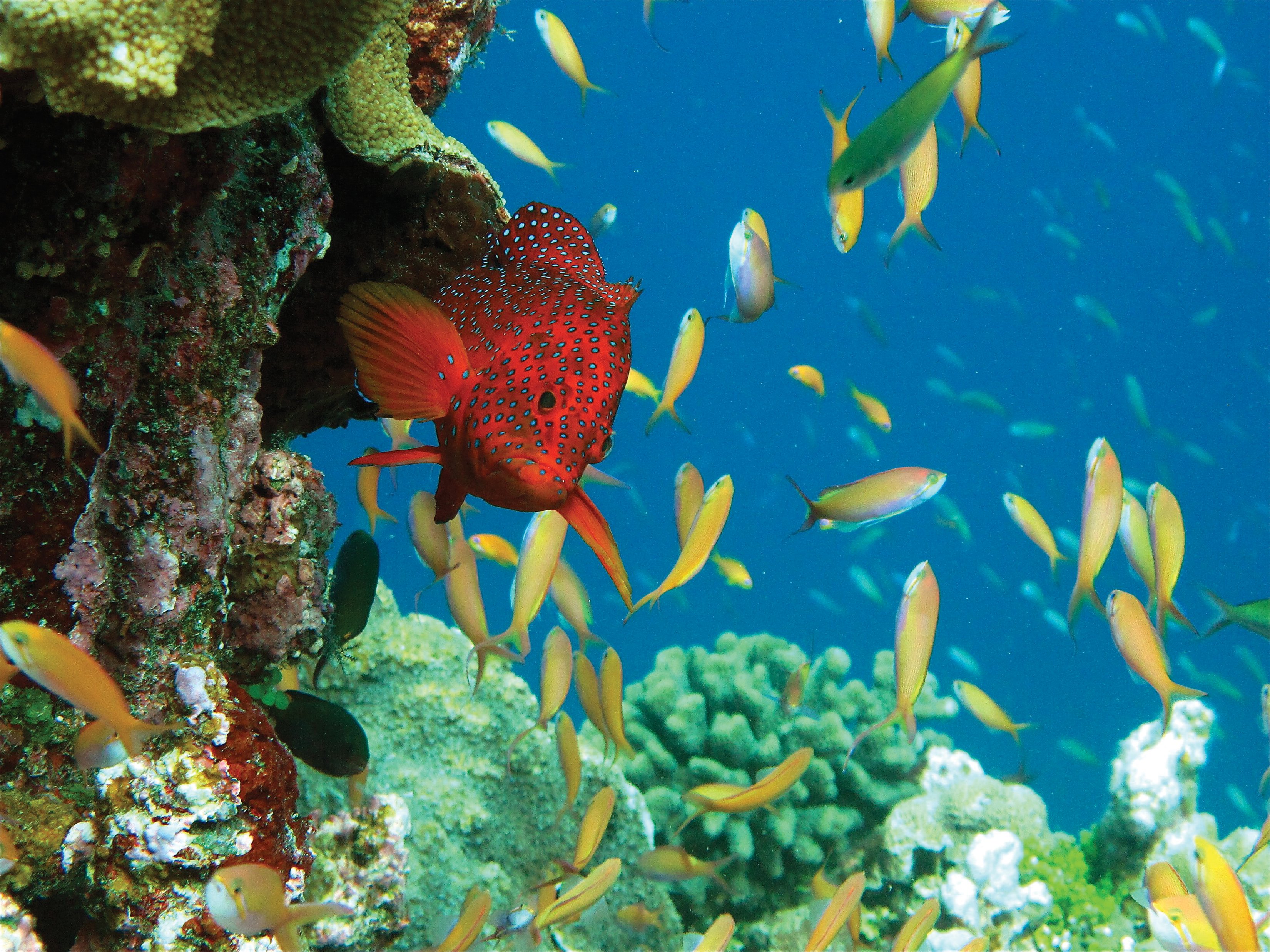 сейшельские острова подводный мир